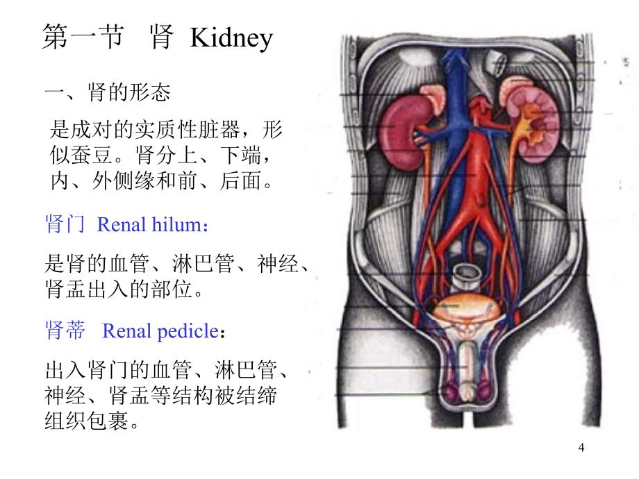 《泌尿系统》PPT课件 (2)_第4页