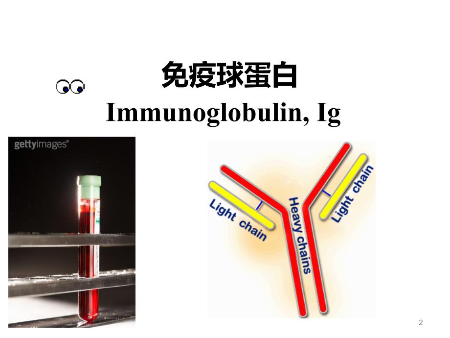 医学免疫学教学课件：免疫球蛋白_第2页