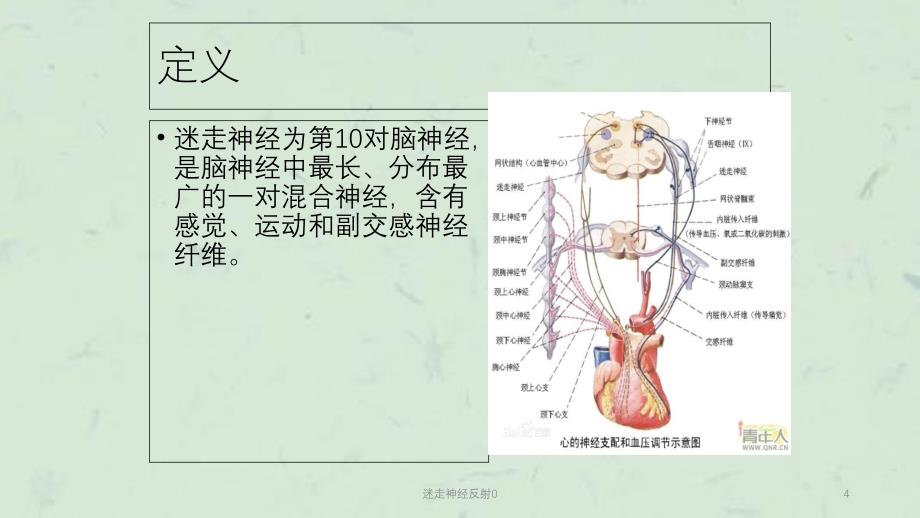 迷走神经反射0课件_第4页