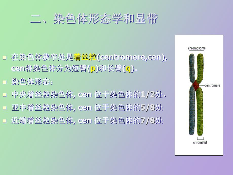 染色体带型分析_第1页