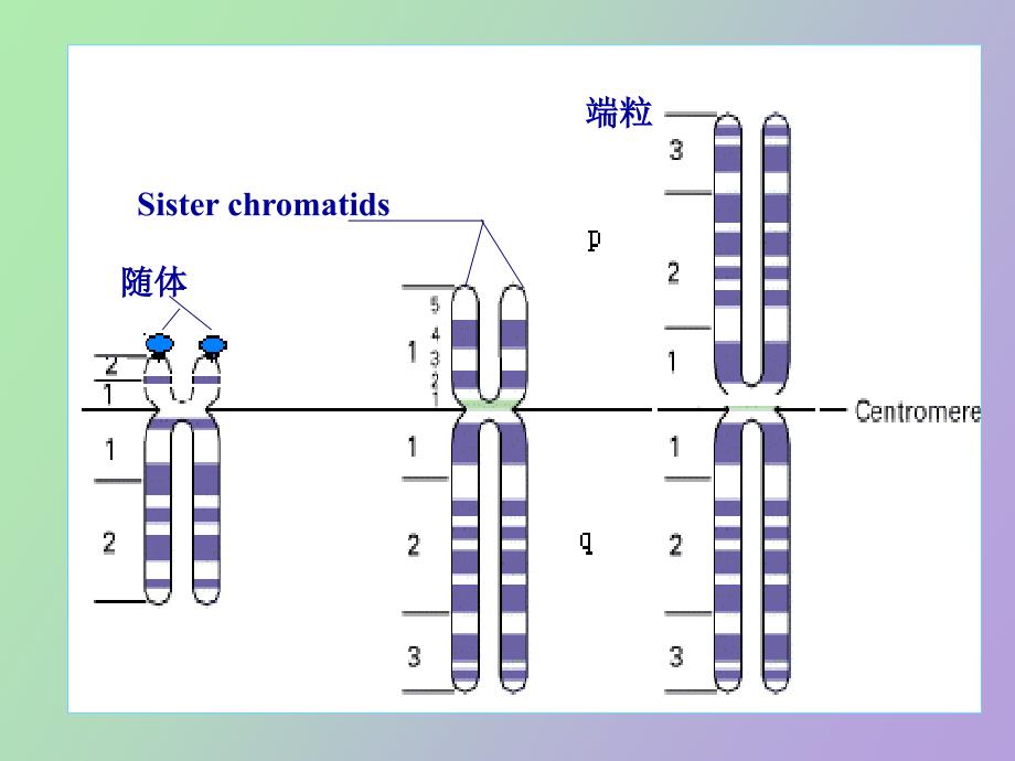 染色体带型分析_第2页