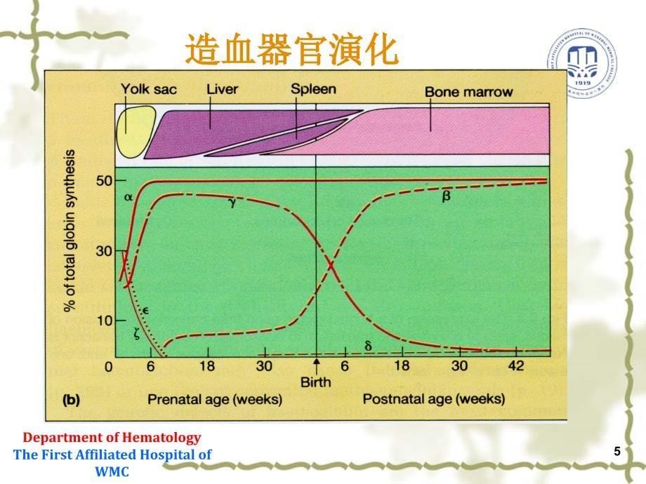 内科学课件：血液系统疾病总论_第5页