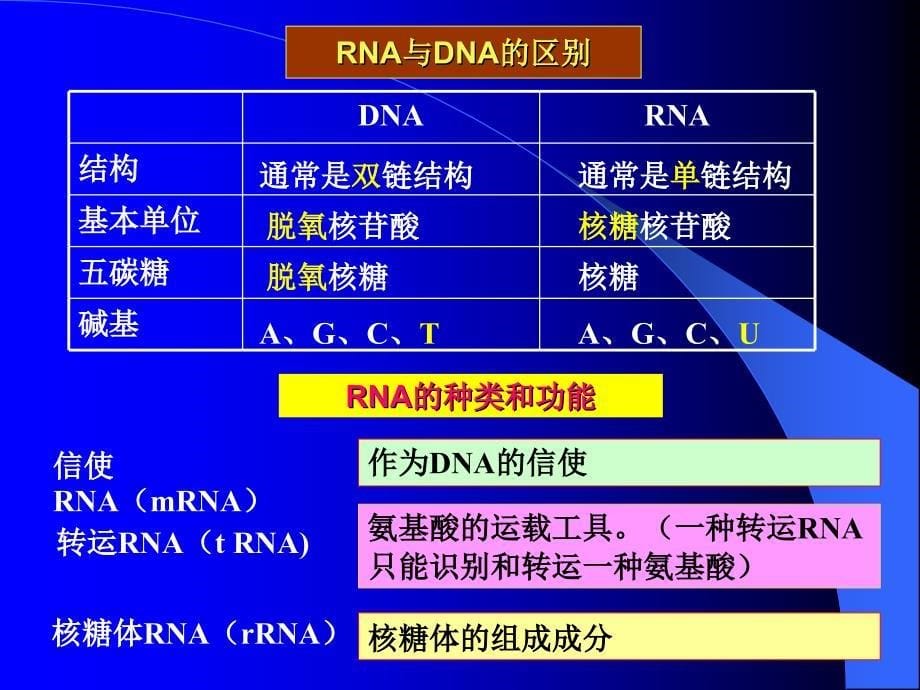 高中生物人教版必修二基因指导蛋白质的合成.ppt_第5页