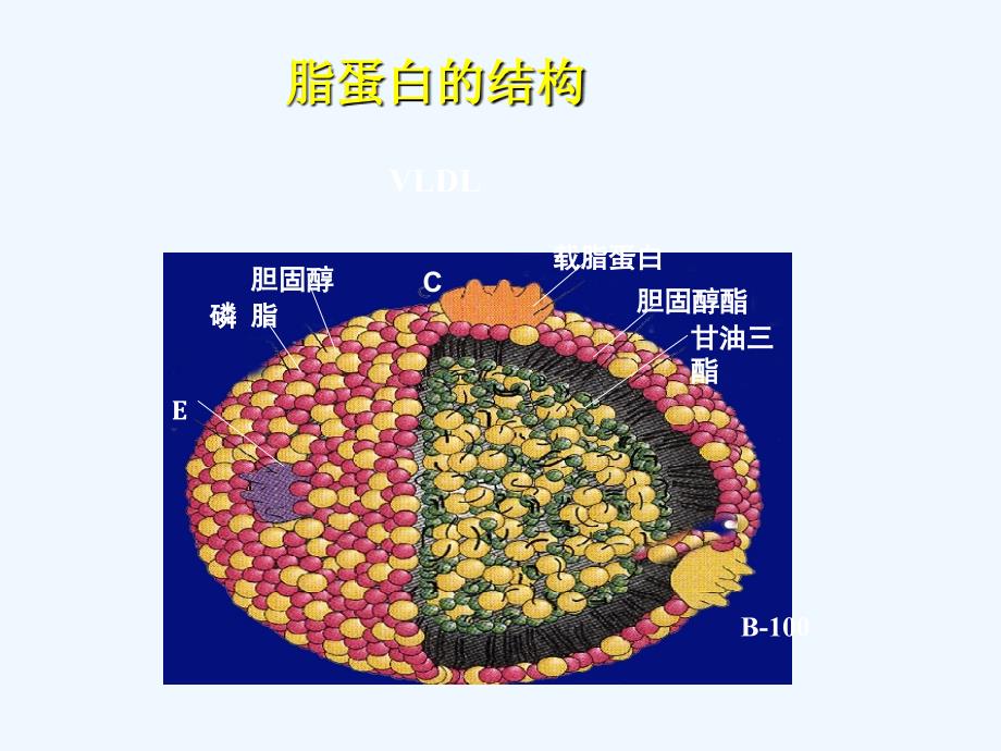 血脂与降脂治疗（54页）_第4页