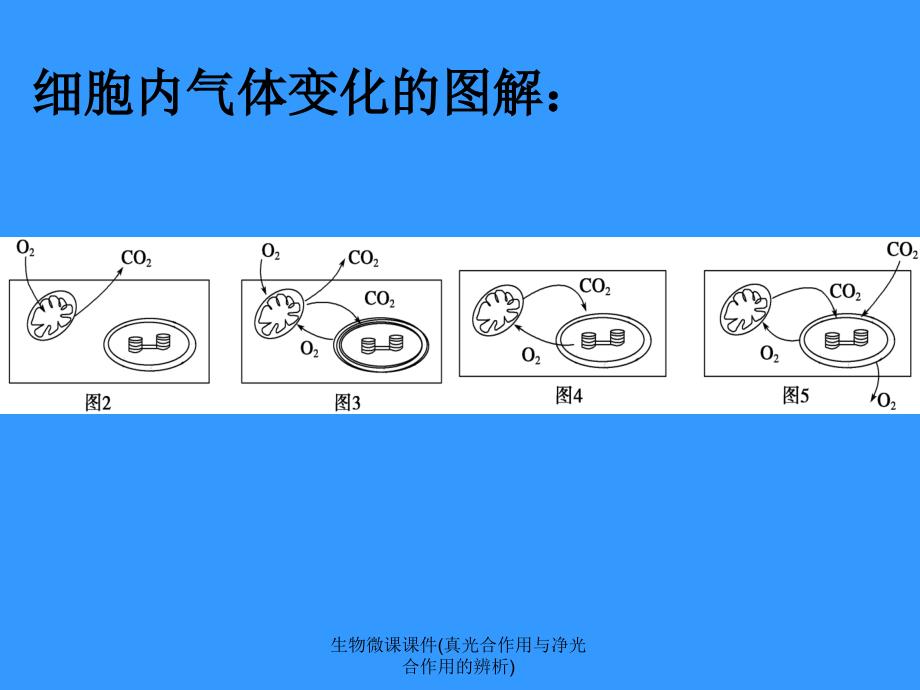 生物微课课件(真光合作用与净光合作用的辨析)课件_第4页