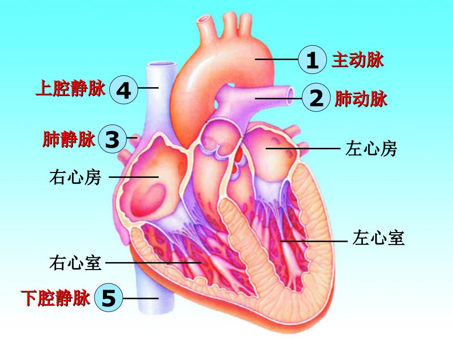 心脏的结构血液循环复习_第4页