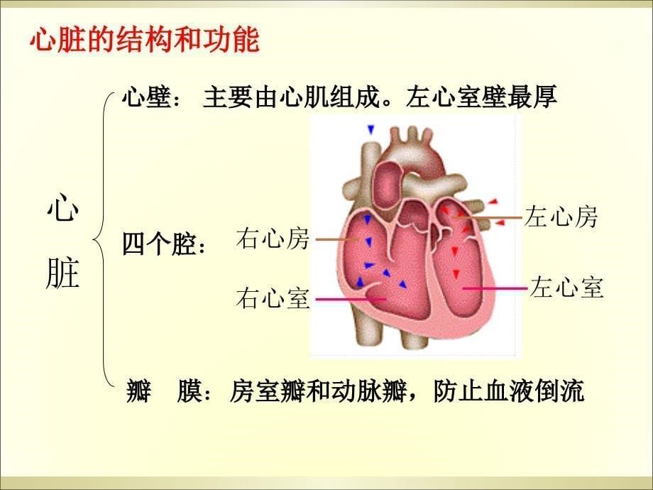 心脏的结构血液循环复习_第5页