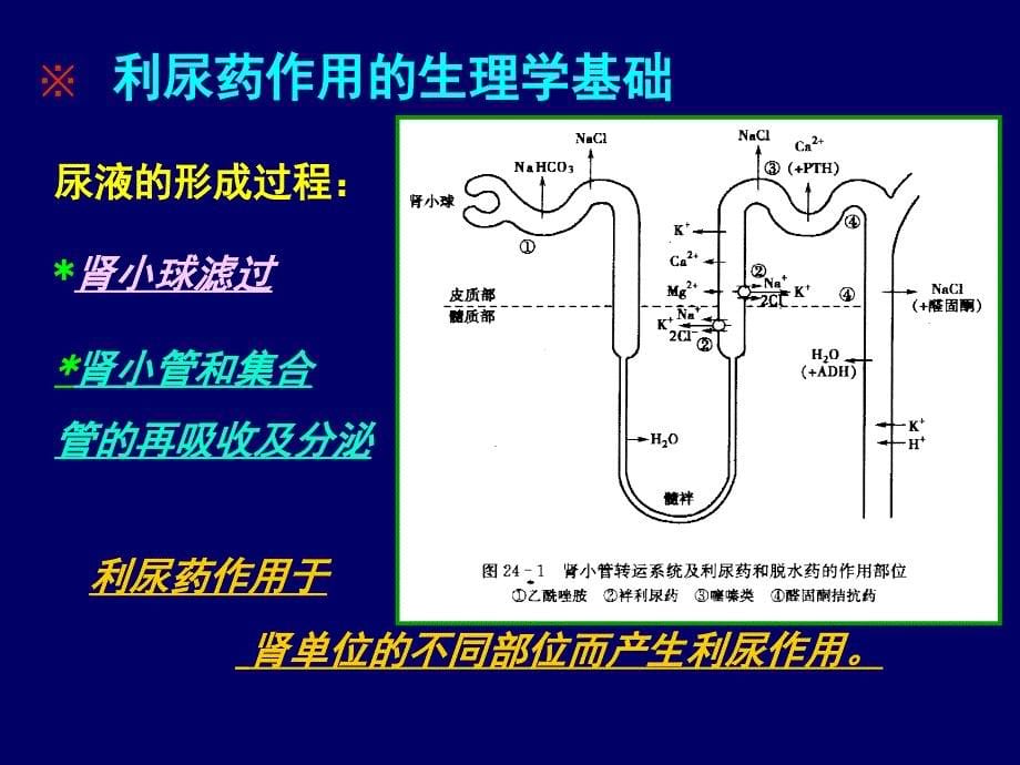 利尿药及脱水药尹潇爽_第5页