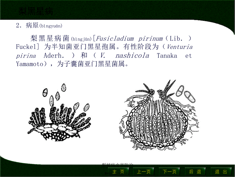 梨树病虫害防治课件_第4页