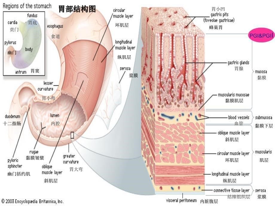 胃蛋白酶原PG简介_第5页