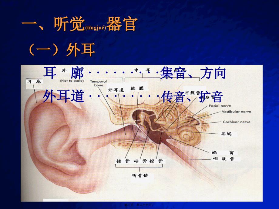 听觉生理课件_第2页