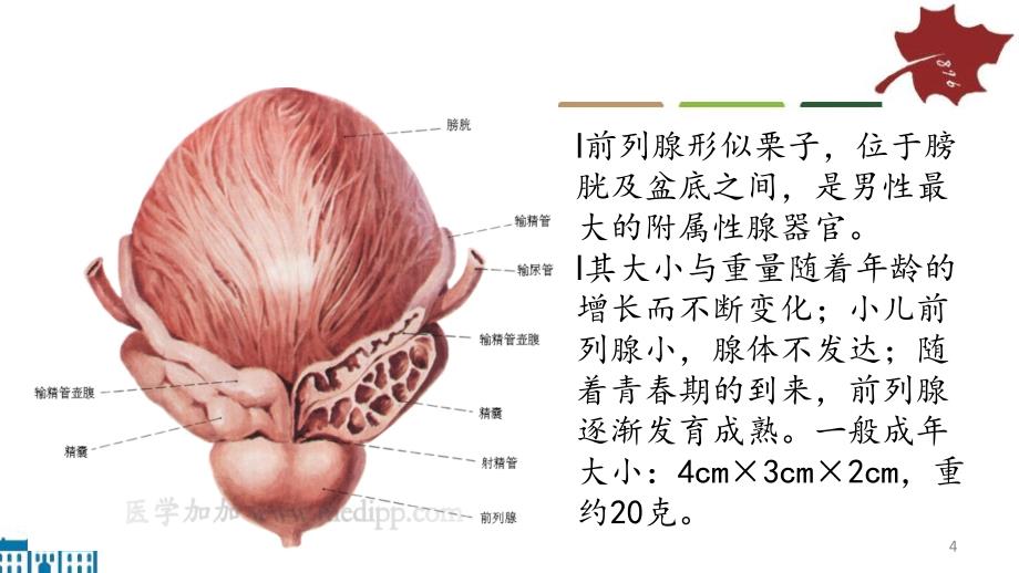 直肠指诊前列腺指诊ppt课件_第4页