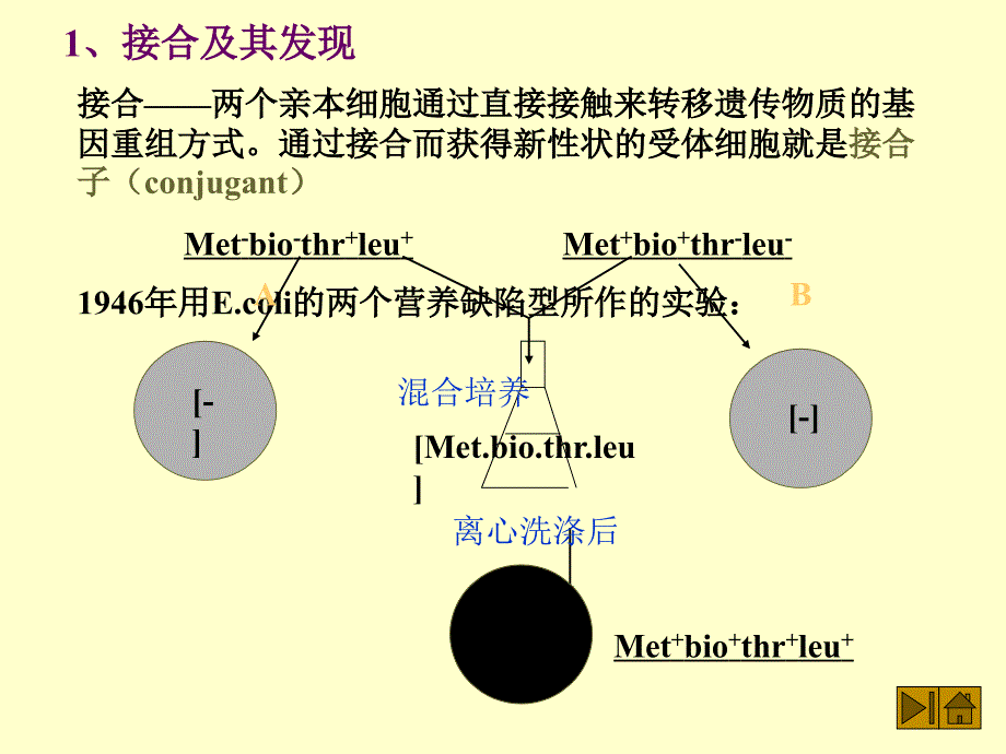 二接合conjugation_第2页