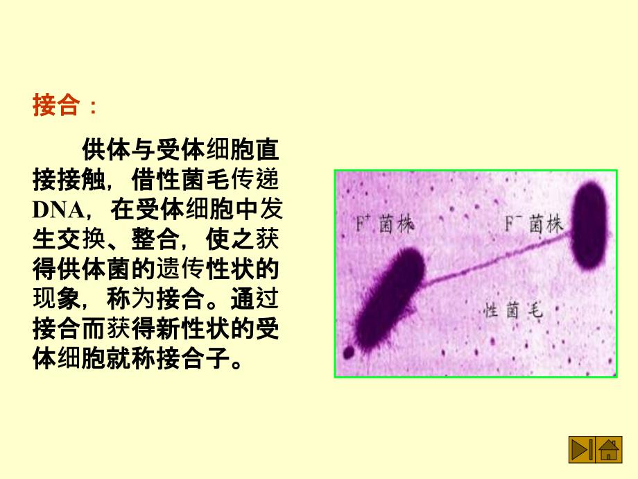 二接合conjugation_第4页