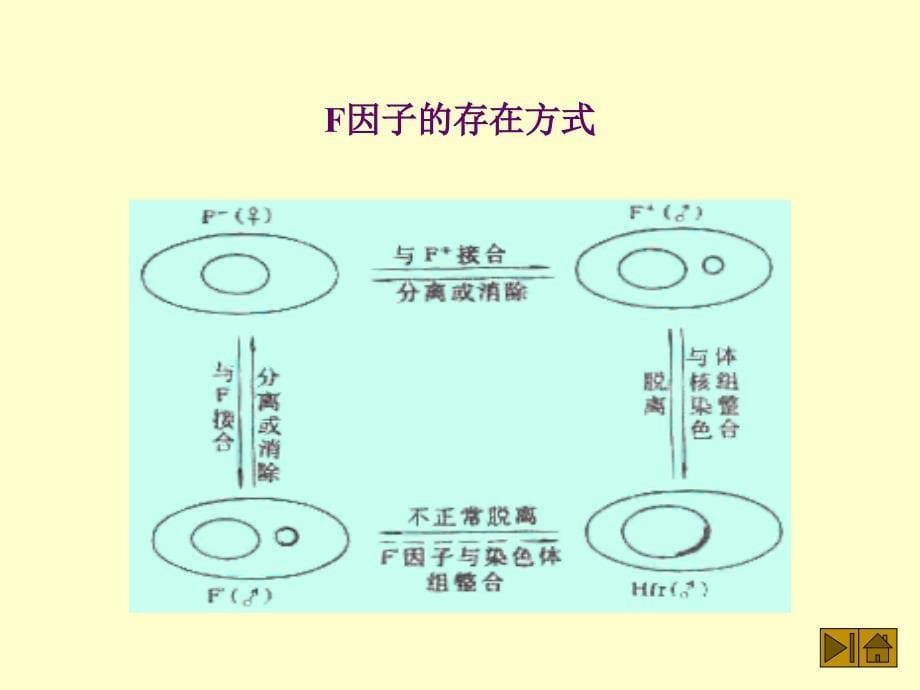 二接合conjugation_第5页