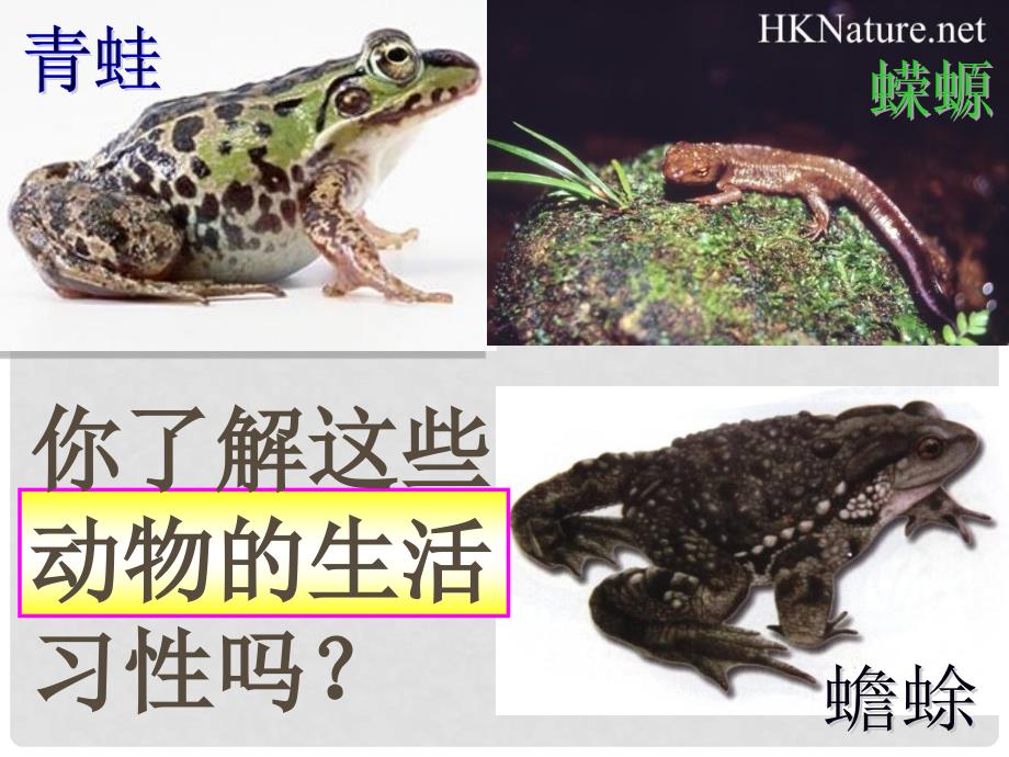 广东省佛山市中大附中三水实验中学八年级生物下册 两栖动物的生殖和发育课件 新人教版_第2页