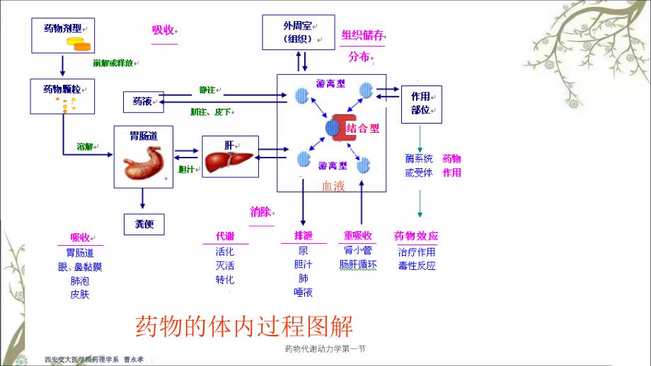 药物代谢动力学第一节_第2页