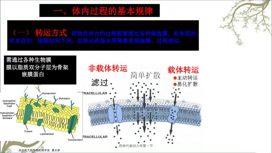 药物代谢动力学第一节_第4页