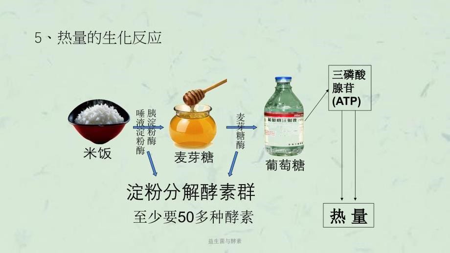 益生菌与酵素课件_第5页