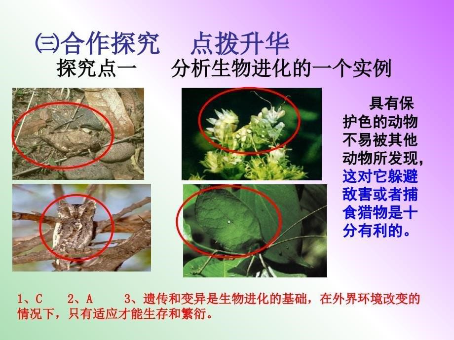 八年级生物下册 第七单元 第三章 第三节 生物进化的原因课件 新人教版.ppt_第5页