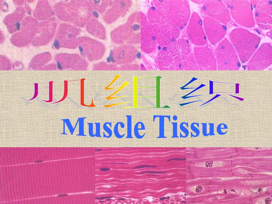 组织学与胚胎学3肌组织学生_第1页