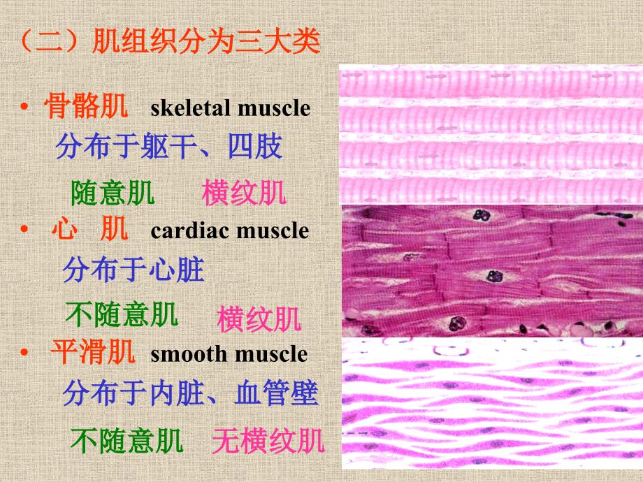 组织学与胚胎学3肌组织学生_第3页