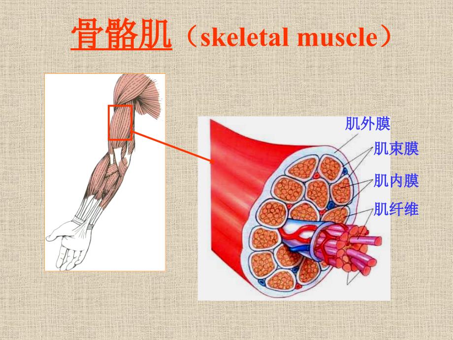 组织学与胚胎学3肌组织学生_第4页