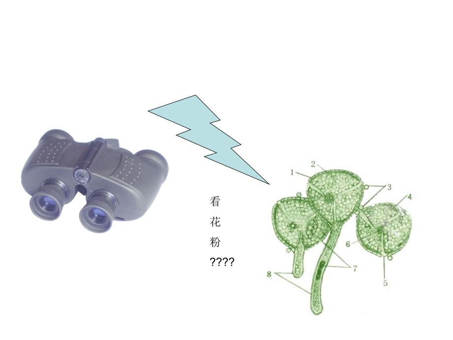 生物：1.2学会观察课件(冀教版七年级上)_第4页