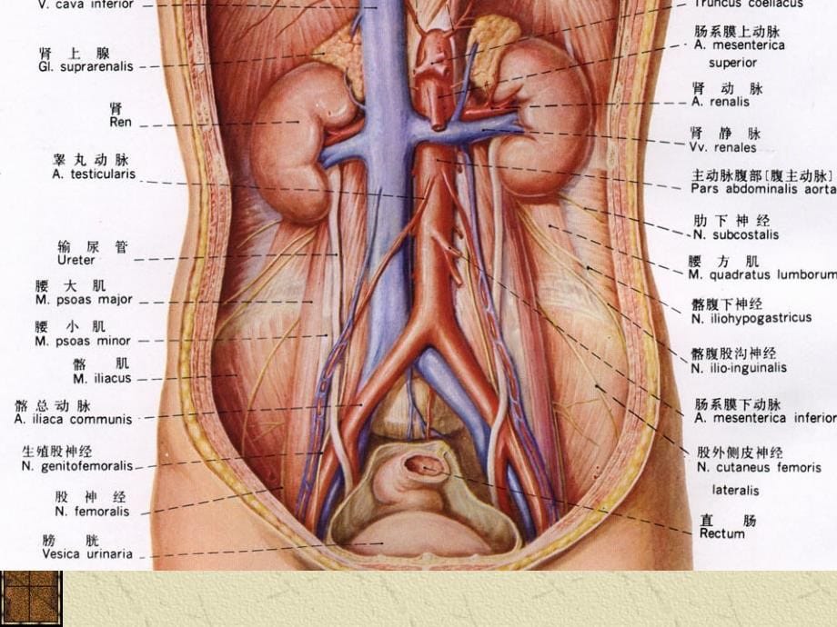 彩色多普勒血流图(彩超课件).ppt_第5页