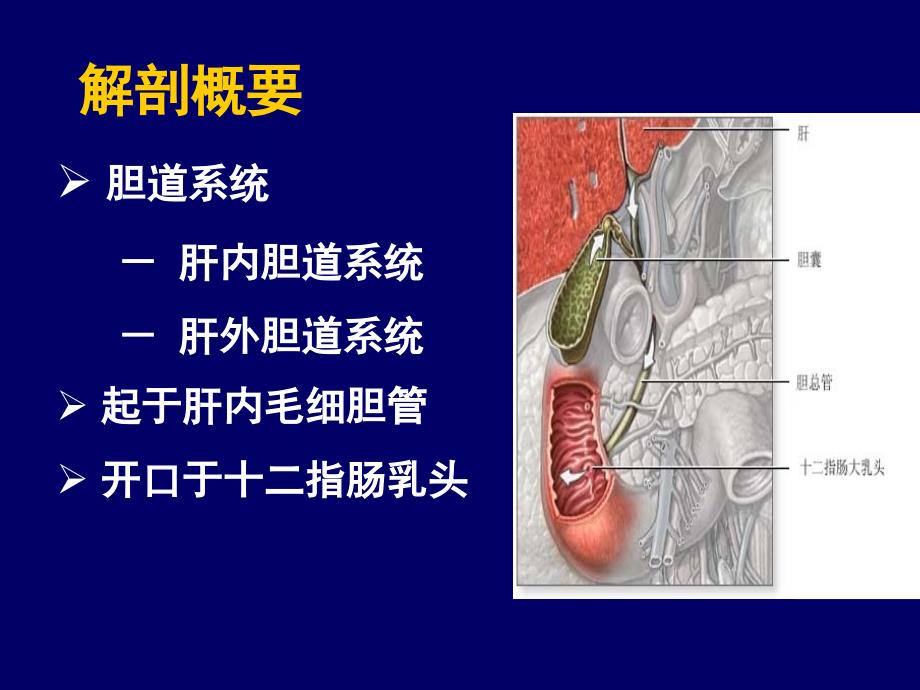 胆道疾病病人的护理_第2页