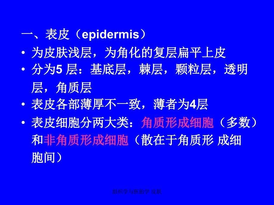 组织学与胚胎学皮肤_第5页