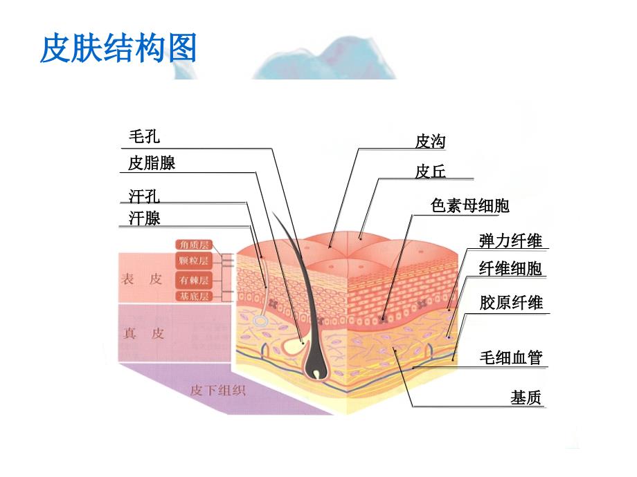 皮肤美容专业知识培训 PPT课件.ppt_第4页