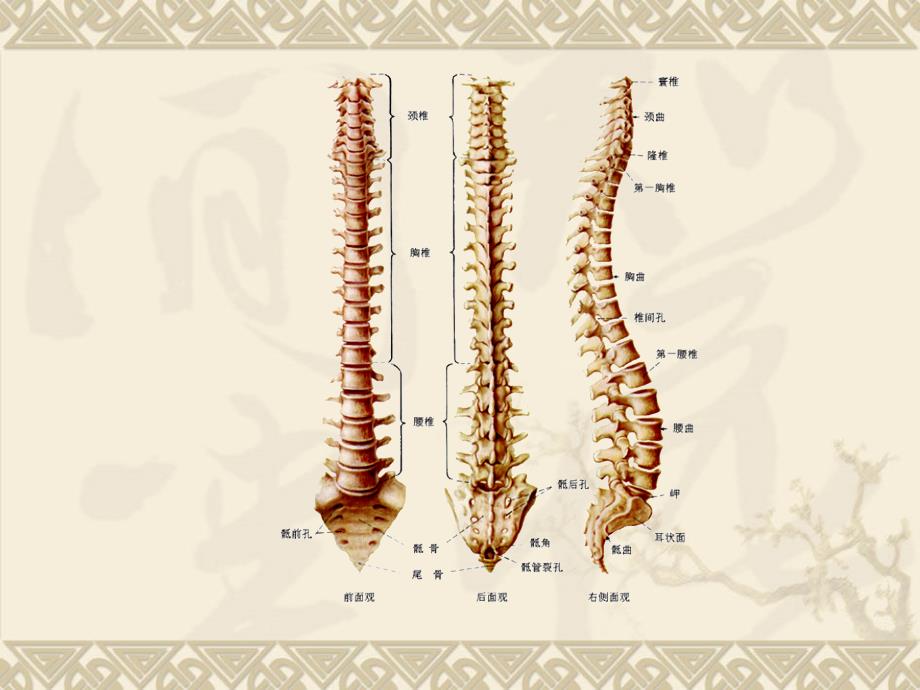 脊柱相关疾病ppt课件_第3页