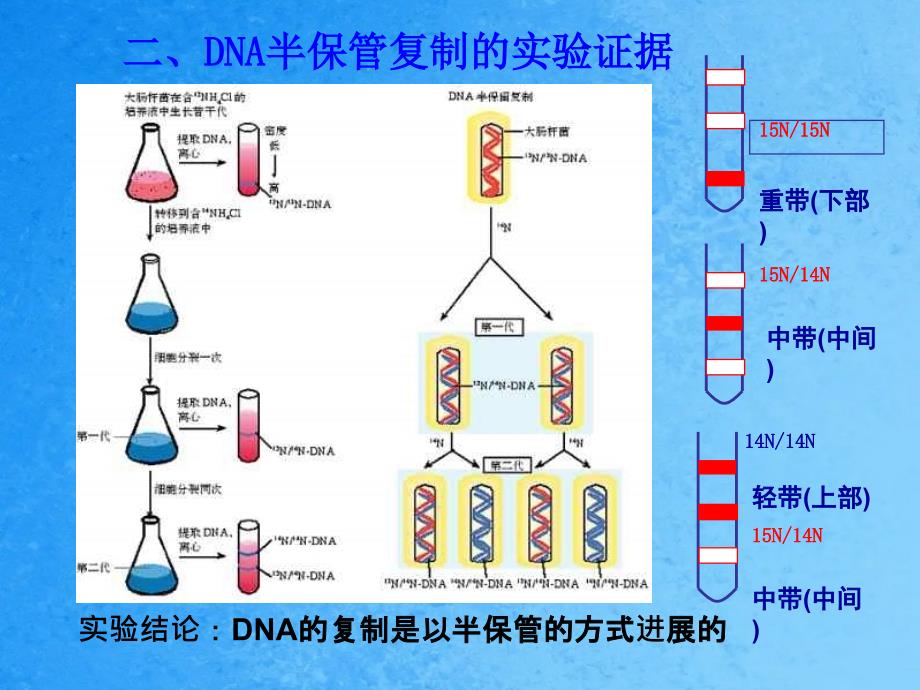 人教版高中生物必修二3.3DNA的复制ppt课件_第4页