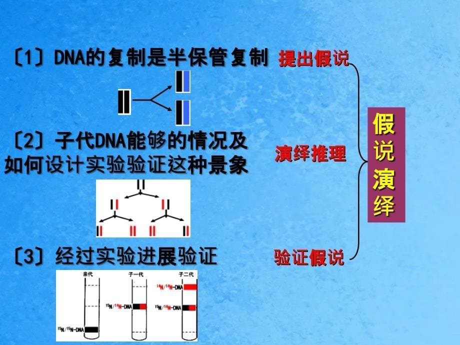 人教版高中生物必修二3.3DNA的复制ppt课件_第5页