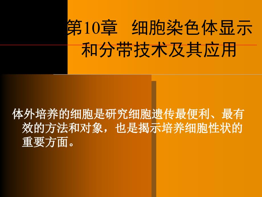 细胞染色体显示和分带技术课件_第1页