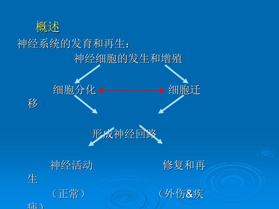 sjc神经系统发育_第2页