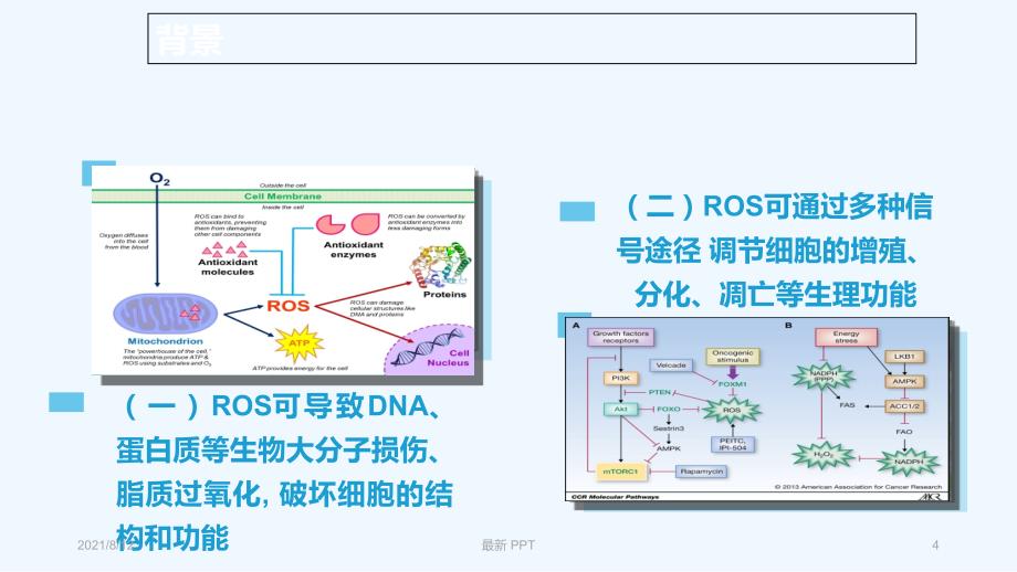 ROS和纤维化疾病精品课件讲座_第4页