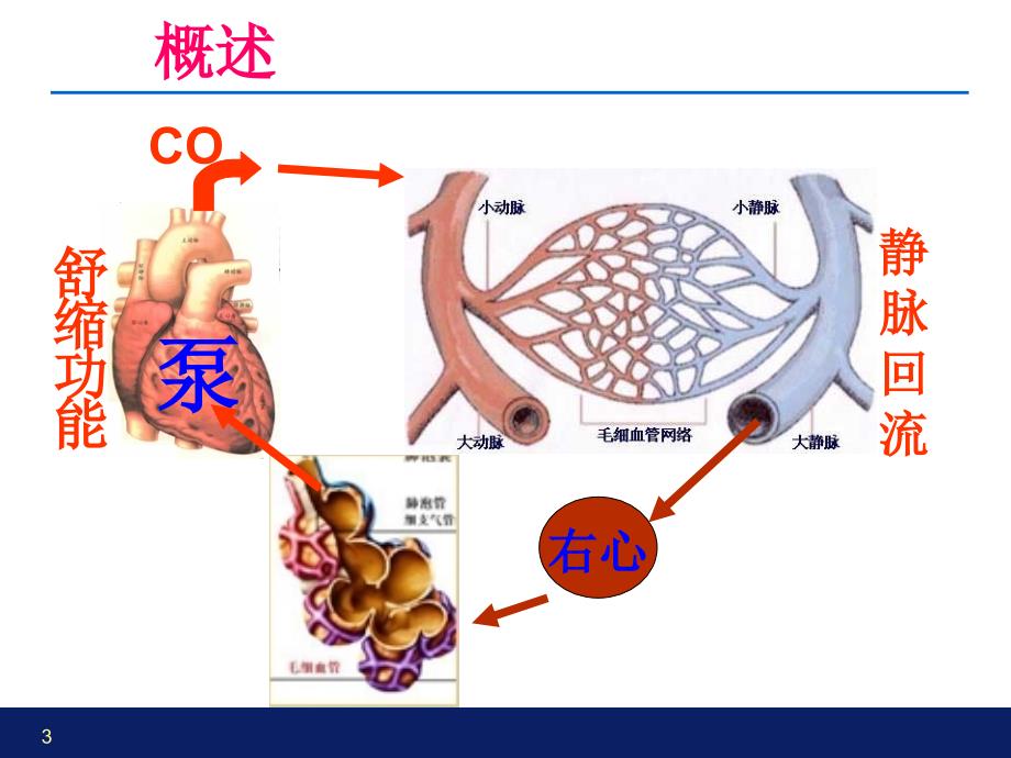 《心衰心力衰竭》PPT课件_第3页