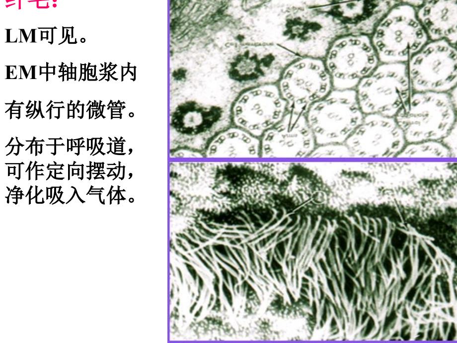 上皮组织的特殊结构_第4页