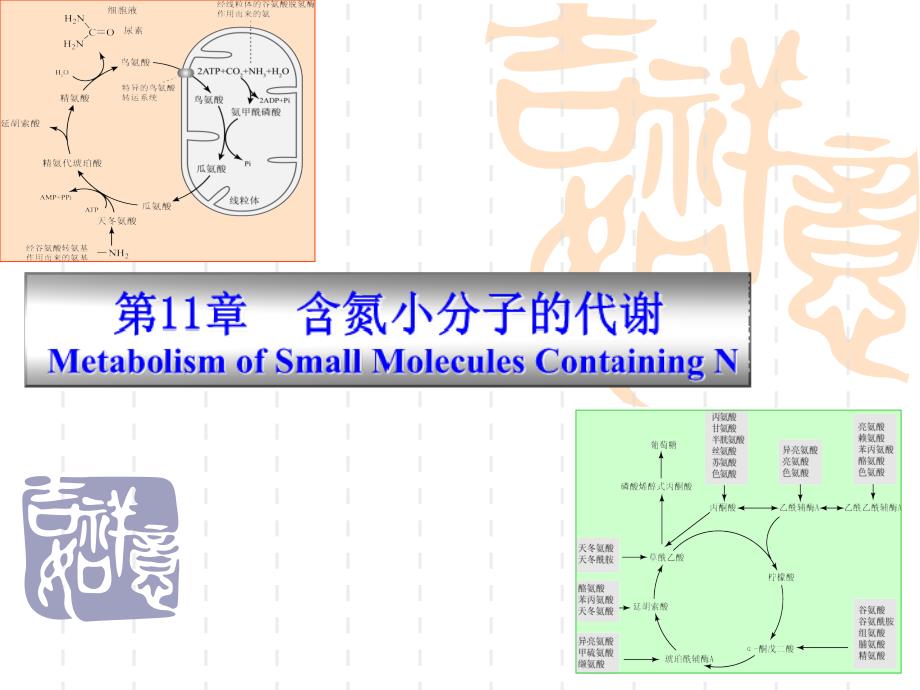 第11章含氮小分子的代谢_第1页