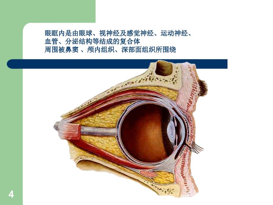 眼眶骨性解剖及临床ppt课件.ppt_第4页