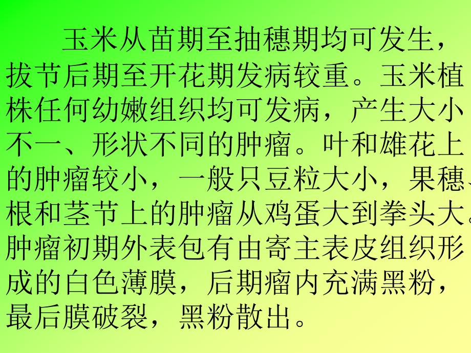 植物保护实用技术之七玉米病虫害的防治.ppt_第3页