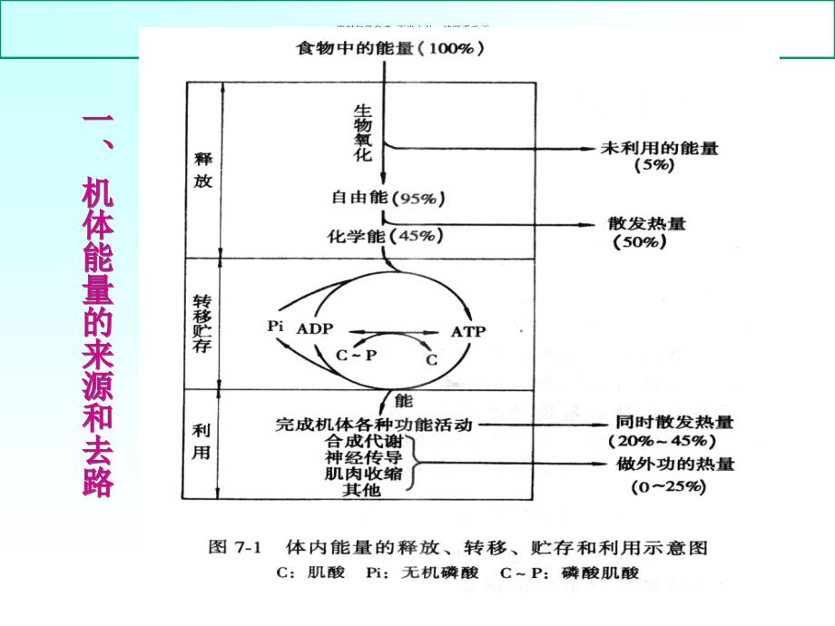 能量代谢和体温课件_第1页