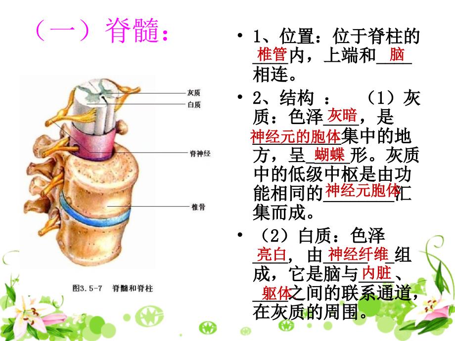 神经调节的结构基础第2课时参考课件精选文档_第3页