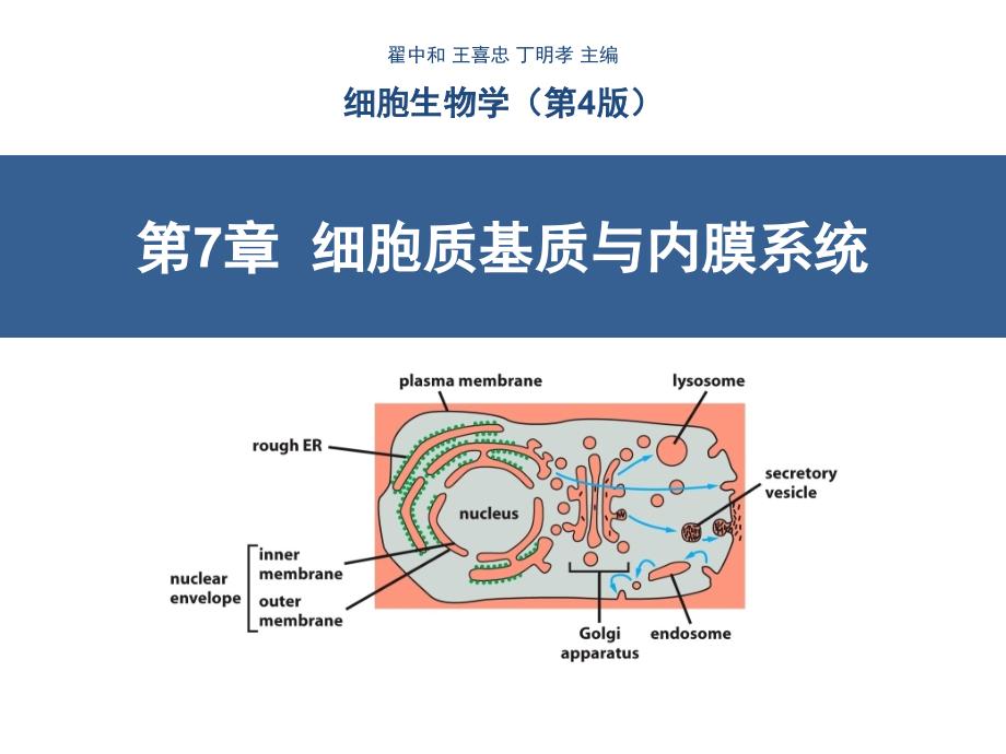 第7章细胞质基质与内膜系统翟中和第四版_第1页