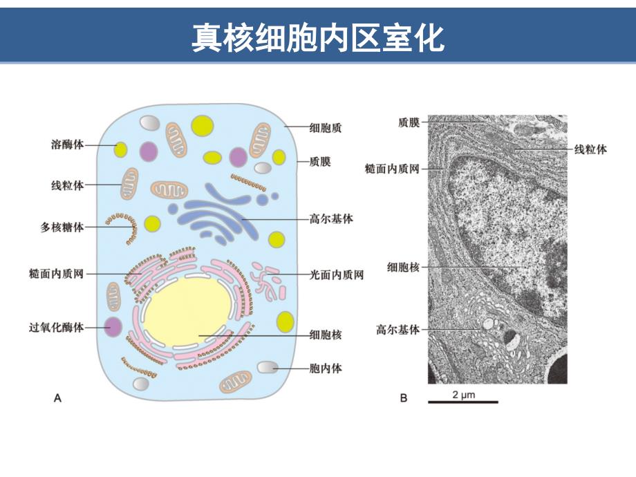 第7章细胞质基质与内膜系统翟中和第四版_第3页