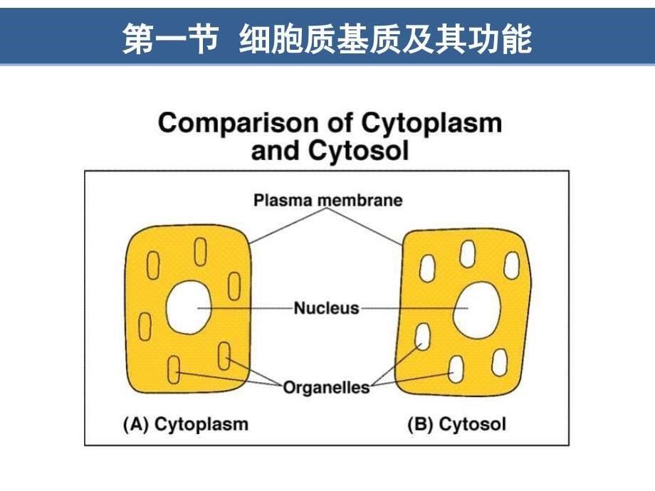 第7章细胞质基质与内膜系统翟中和第四版_第5页