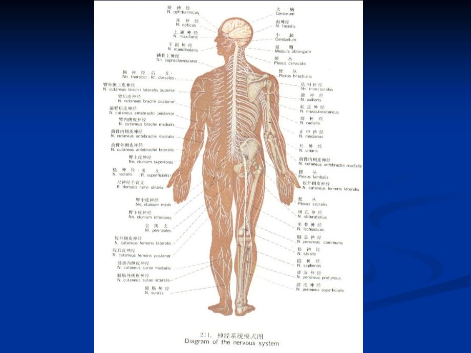 医药卫生常见腰腿痛疾病_第3页