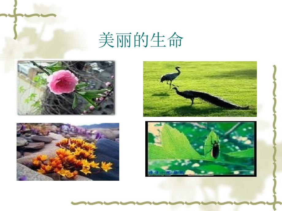 美丽的生命PPT课件_第1页